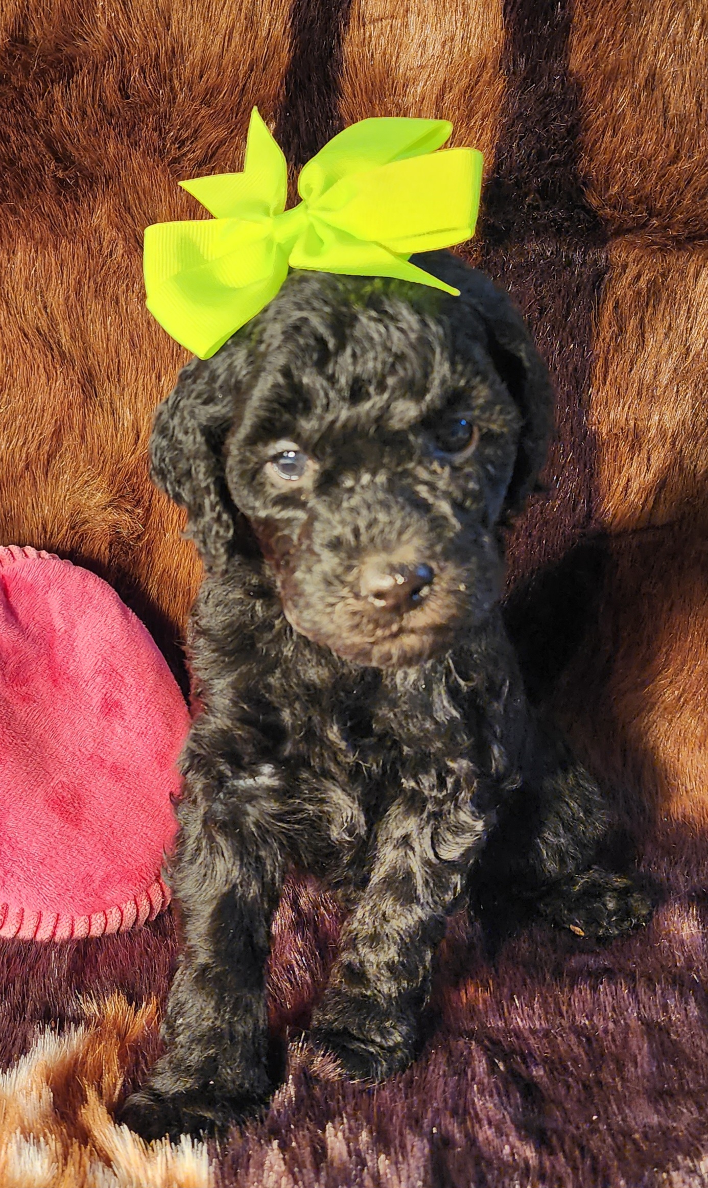 Goldendoodle Puppies from Ds_minidoodles