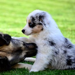 Australian Shepherd Puppies from Saddle Peak Aussies