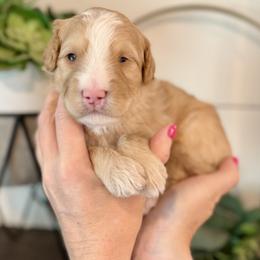 Luigi- green collar male - Yellow and white male Bernedoodle puppy in Salt Lake County, Utah from Coco Avenue Pups