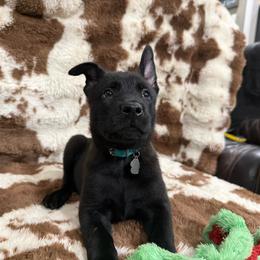 Boy 6 - male Belgian Malinois puppy in Midway, Georgia from C4MALINOIS