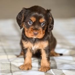 Boy 1 - male Cavalier King Charles Spaniel puppy in Sugarcreek, Ohio from Chocolate Cavalier