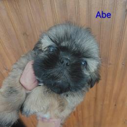 Abraham - Abe - Tricolor male Shih Tzu puppy in Palmyra, New York from Karen's Tzus of Palmyra-Macedon