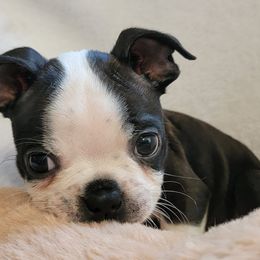 Boston Terriers from JoJens Bostons