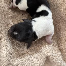 Girl 1 - Piebald female Dachshund puppy in Elfrida, Arizona from Brooke Brumley