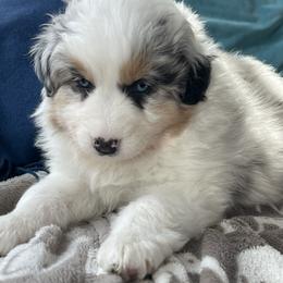 Lotty - Blue merle female Australian Shepherd puppy in Martha’s Vineyard, Massachusetts from Cranberry Hill Aussies