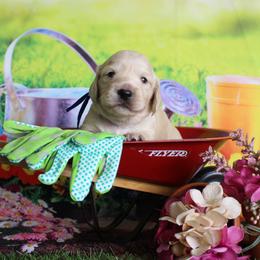 Simon - Cream male Dachshund puppy in Pace, Florida from Shoebox Doxie’s