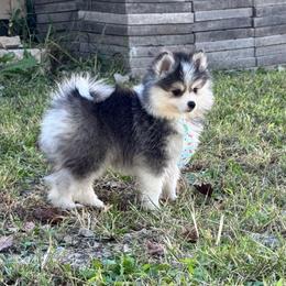 Shaco - Black and white male Pomsky puppy in Boonville, Indiana from Elysian Pomskies