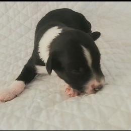 Joey - Black and white male Aussiedoodle puppy in Vernal, Utah from Adorable Aussiedoodles