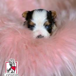 Natalie - Black tan and white female Biewer Terrier puppy in California from Corazon de gigante