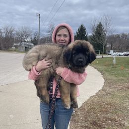 Leonberger puppies from Lionsview Chalet