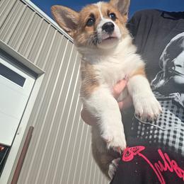 Red collar - Sable male American Corgi puppy in Odessa, Missouri from LOYAL T K9's CORGIS