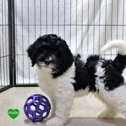 Mr Blue - Black and white male Springerdoodle puppy in Kendall, New York from Family Raised Doodles