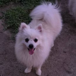 KAI Bear - White male Pomeranian puppy in El Centro, California from BabyBooPoms