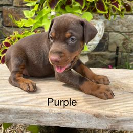 River - Red and rust female Doberman Pinscher puppy in Boyd, Texas from Team Feem Breeders