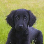 Flat-Coated Retriever Puppies from ArcticWyns