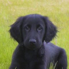 Flat-Coated Retriever Puppies from ArcticWyns