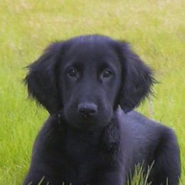 Flat-Coated Retriever Puppies from ArcticWyns