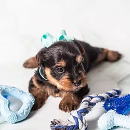 Yorkshire Terrier Puppies from New Holland Yorkie Farm