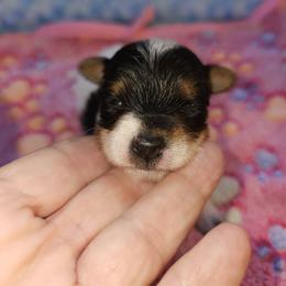 Patch hold till Christmas - Parti female Yorkshire Terrier puppy in Jamestown, Tennessee from Royal  Furbabies