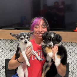 Miniature Australian Shepherd Puppies from Andy McDonald