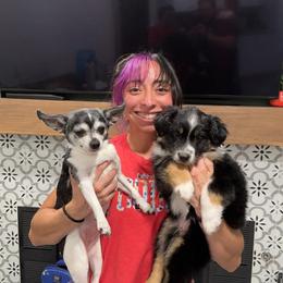 Miniature Australian Shepherd Puppies from Andy McDonald