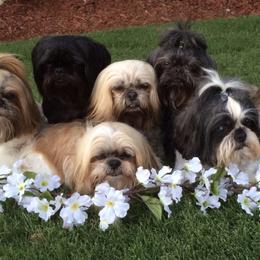 Shih Tzus from Texoma Shores ShihTzu’s