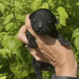 Girl 5 - Black female Goldendoodle puppy in Cocoa, Florida from The Coastal Homestead