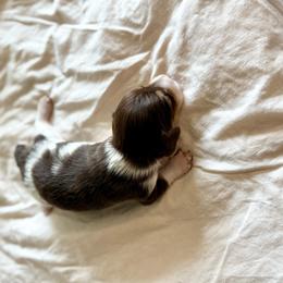 Boy 3 - Piebald male Dachshund puppy in West Cleo, Oklahoma from 4L Doxies