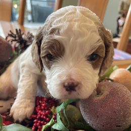 Cavapoo puppies from Cavapoos of NorCal