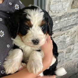 North - Tri-color male Bernedoodle puppy in Lancaster, Pennsylvania from Homestead Bernedoodles