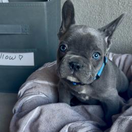 Ash - Blue male French Bulldog puppy in Peoria, Arizona from A Quality French Bulldogs AZ
