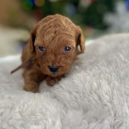 Coconut - Red female Cavapoo puppy in Tucson, Arizona from Indie Boo’s mini Cavapoos