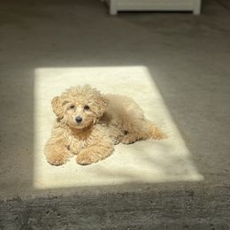 Goldendoodle All Grown Up from Hall Family Doodle Ranch