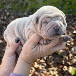 Holly - Cream female Chinese Shar-Pei puppy in North Carolina from Amy Mahaffey's Chinese Shar-Pei