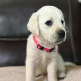 Girl 2 - Yellow female Labrador Retriever puppy in Taylor, Texas from Faithful Labs