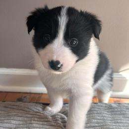 Boy 2 - Black and white male Border Collie puppy in Jonesboro, Arkansas from Hampton Border Collies
