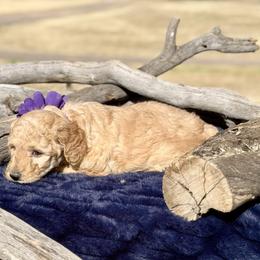 Sierra - Yellow and white female Bernedoodle puppy in Yarnell, Arizona from Boulder Mountain Doodles