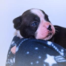 Baby Otis - Black and white male Boston Terrier puppy in Kingsport, Tennessee from Sleepwalker Bostons