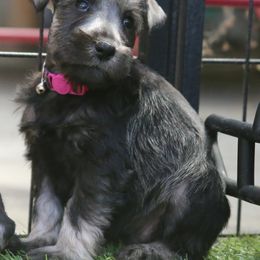 Miniature Schnauzer Puppies from Rose Lane Schnauzers