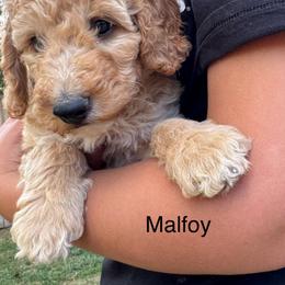 Malfoy - Apricot male Goldendoodle puppy in Golden, Colorado from Golden Mesa Doodles