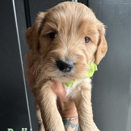 Bodhi - Red  male Goldendoodle puppy in Adolphus, Kentucky from Deerly Poodles