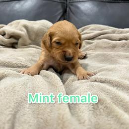 Mint - Golden female Golden Retriever puppy in Salt Lake City, Utah from Soaring golden retrievers