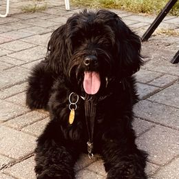 Precious - Australian Labradoodle