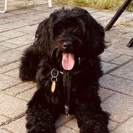 Precious - Australian Labradoodle