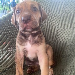 Cupcake ( pink collar ) - Chocolate brindle female Great Dane puppy in Spartanburg, South Carolina from Pawlmetto Danes
