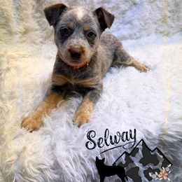 Chocolate - Blue female Australian Cattle Dog puppy in Kamiah, Idaho from Selway Australian Cattle Dogs