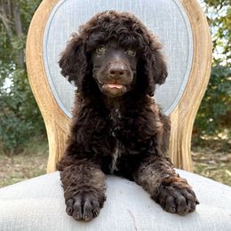 Poodle Puppies from Solara Kennels