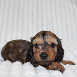 Millie (SMALL) - Red female Dachshund puppy in Fairfax, Iowa from Grayson’s Lovable Dachshunds