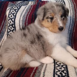 Harper - Blue merle white and tan female Collie puppy in Salem, Indiana from Living Blessed Collies