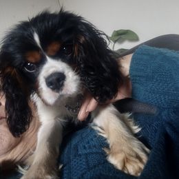 Cavalier King Charles Spaniels from Pitt Parade Cavalier's